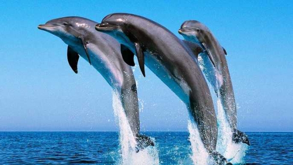 Mergulhos em Hurghada